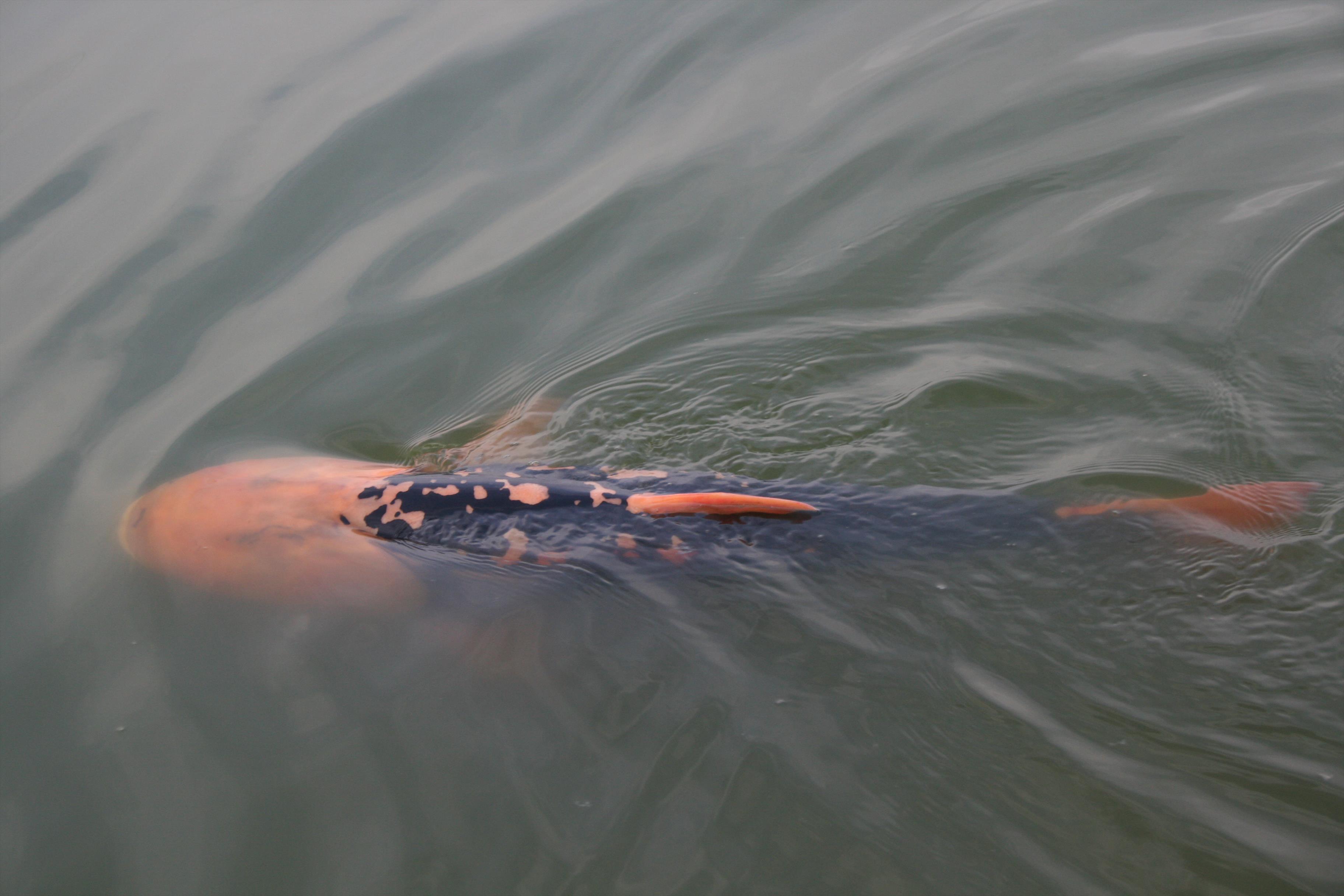 Un Extraterestru pe Floarea Popestiului  - Pescar: Catalin Nastase